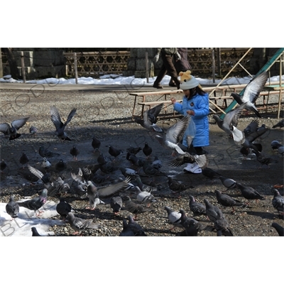 Pigeons in Zenko-ji in Nagano