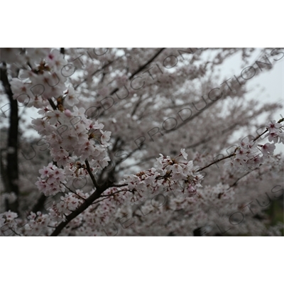 Cherry Blossom Trees on the Biwako Incline in Kyoto