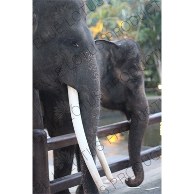 Two Elephants in Bali