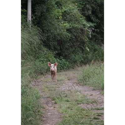 Pig on a Path near the Jinsha River in the Tiger Leaping Gorge (Hu Tiao Xia) Scenic Area