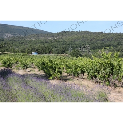 Countryside around Château de Lacoste