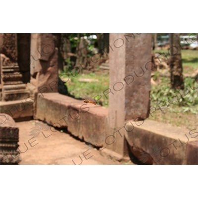 Dragonfly in Banteay Srei in Angkor