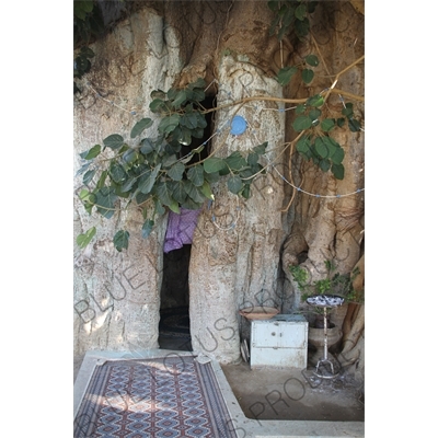 Madonna of the Baobab Tree at the St. Mariam Dearit Shrine in Keren