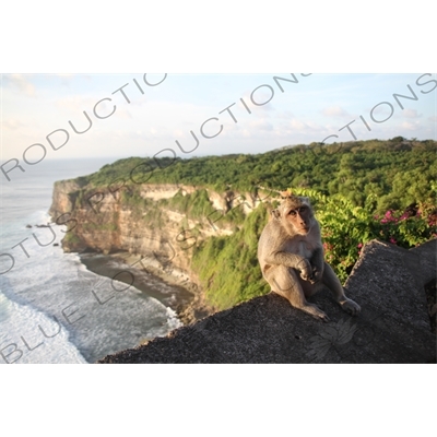 Crab Eating Macaque Sitting on a Sea Wall at the Ubud Monkey Forest in Bali