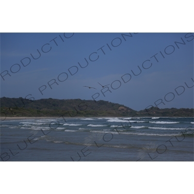 Brown Pelicans Flying over the Ocean off Playa Guiones in Nosara