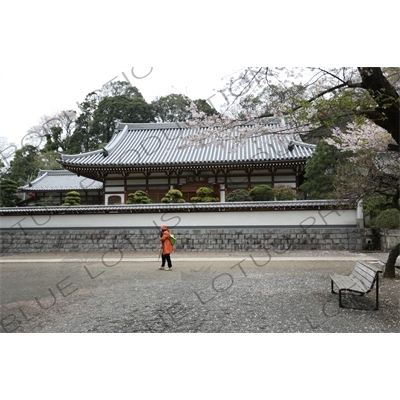 Temple Buildings and Cherry Blossom Trees around the Sanmon of Engaku-ji in Kamakura