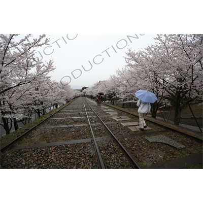 Cherry Blossom Trees on the Biwako Incline in Kyoto