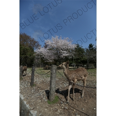 Deer in Nara Park