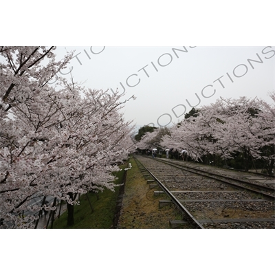 Cherry Blossom Trees on the Biwako Incline in Kyoto