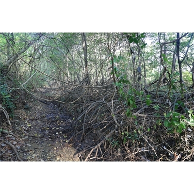 Mangroves in the Rainforest in Nosara