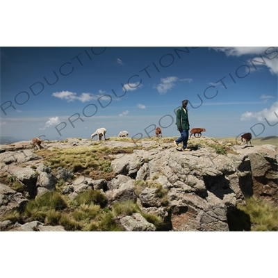 Goats in Simien Mountains National Park