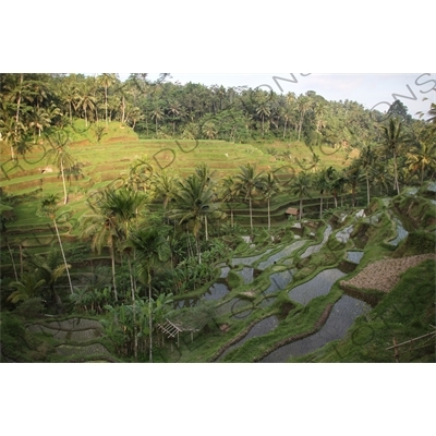 Paddy Field Terraces in Bali