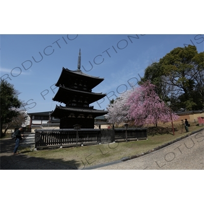 Three Storey Pagoda (Sanju-no-to) and Cherry Blossom Trees in Kofukuji in Nara