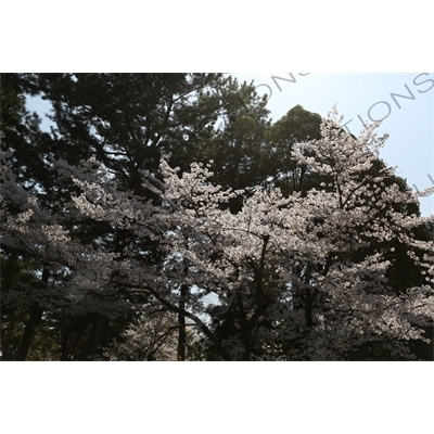 Cherry Blossom Tree in Kofukuji in Nara