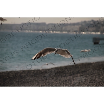 Seagulls on the Beach in Nice