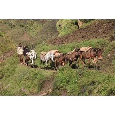 Mule Train in Simien Mountains National Park