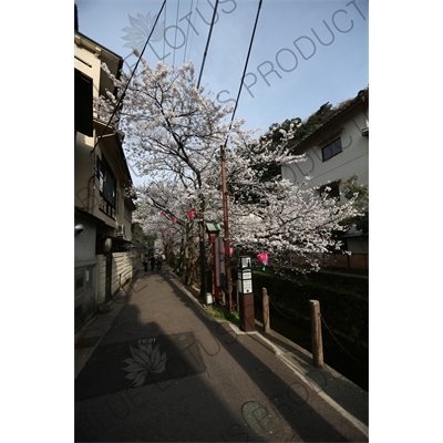 Lanterns Hanging in Cherry Blossom Trees in Kinosaki Onsen