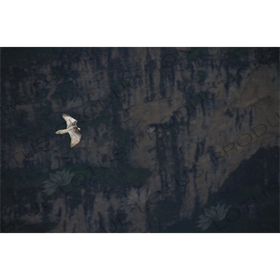 Bearded Vulture/Lammergeyer/Ossifrage in Simien Mountains National Park