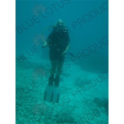 Scuba Diver off the Coast of Gili Meno