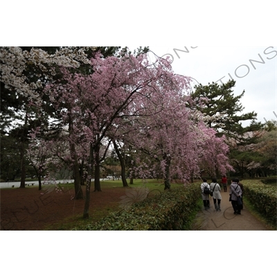 Cherry Blossom in Kyoto Gyoen/Imperial Palace Park in Kyoto