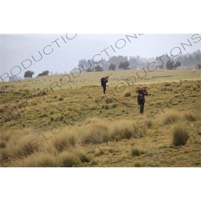 Men Carrying Firewood in Simien Mountains National Park