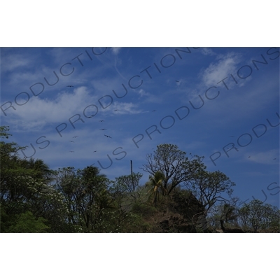 Birds Flying over Playa Guiones in Nosara