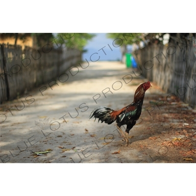 Rooster on Gili Meno