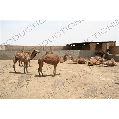 Camel Enclosure in Meybod