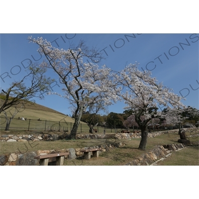 Cherry Blossom Trees in Nara Park