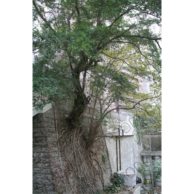 Tree Growing out of the Side of a Stairway in Hong Kong