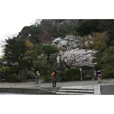 Tourists in Kencho-ji in Kamakura