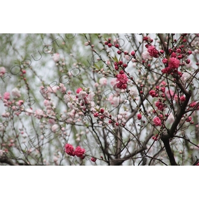 Tree Blossom beside West Lake (Xihu) in Hangzhou