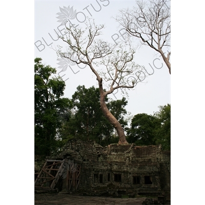 Tree Growing out of Temple Building at Ta Prohm in Angkor