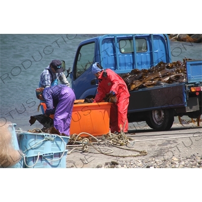 People Loading Kelp on to a Truck on Rebun