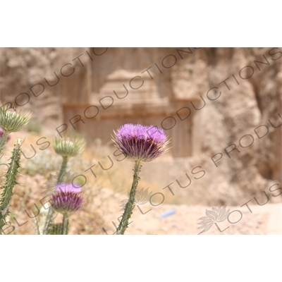 Thistle at Naqsh-e Rustam