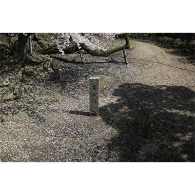 Stone Plaque for Yoshiki River in Nara Park