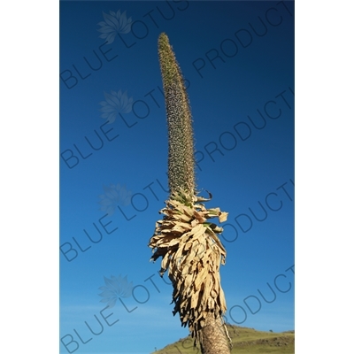 Giant Lobelia in Simien Mountains National Park