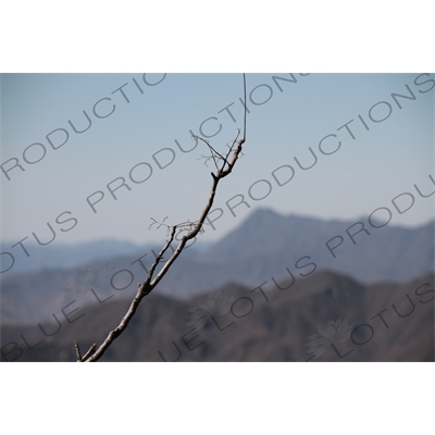 Tree Branch on the Mutianyu Section of the Great Wall of China (Wanli Changcheng) near Beijing