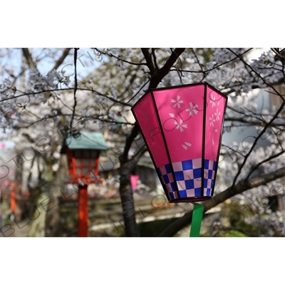 Lantern Hanging in a Cherry Blossom Tree in Kinosaki Onsen