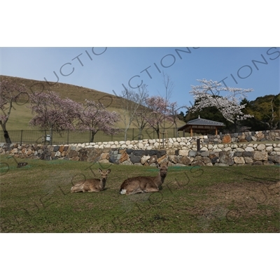 Deer and Cherry Blossom Trees in Nara Park