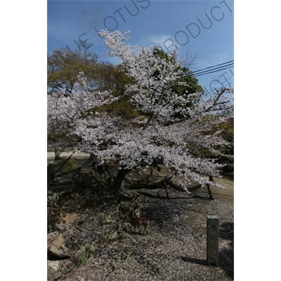 Cherry Blossom Tree in Nara Park