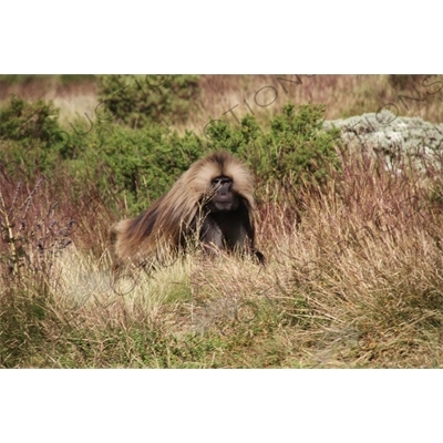 Baboon in Simien Mountains National Park