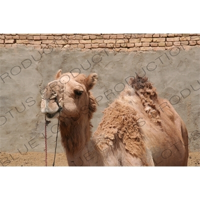 Camel in Meybod