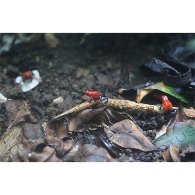 Strawberry Poison Dart Frogs in Arenal Volcano National Park