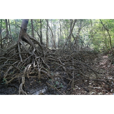 Mangroves in the Rainforest in Nosara