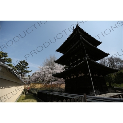 Three Storey Pagoda (Sanju-no-to) and Cherry Blossom Trees in Kofukuji in Nara