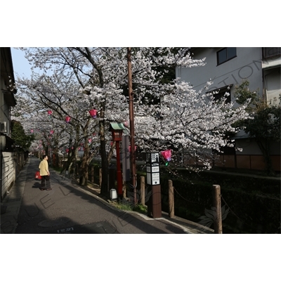 Lanterns Hanging in Cherry Blossom Trees in Kinosaki Onsen