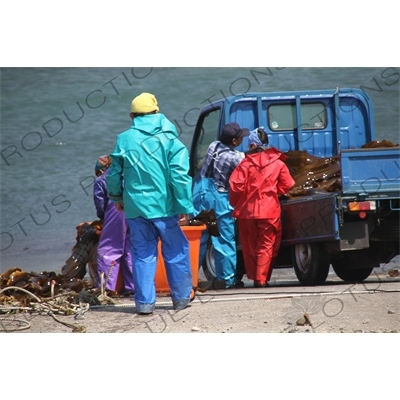 People Loading Kelp on to a Truck on Rebun