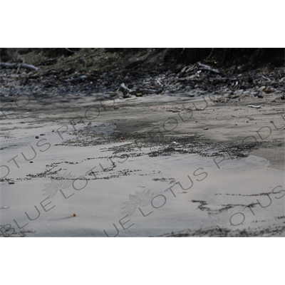 Red Fiddler Crabs on Playa Guiones in Nosara