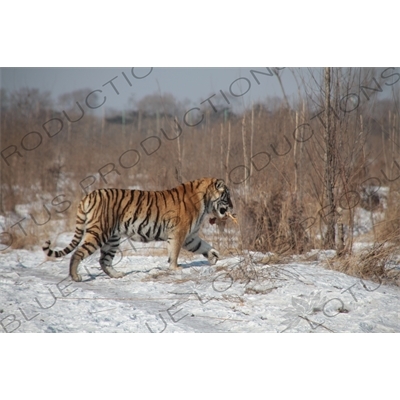 Siberian Tiger with a Chicken at the Siberian Tiger Park in Harbin